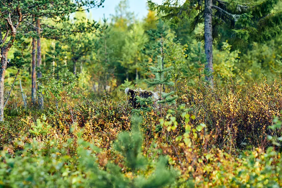 Outdoor-Szene zwischen Bäumen in einem Wald